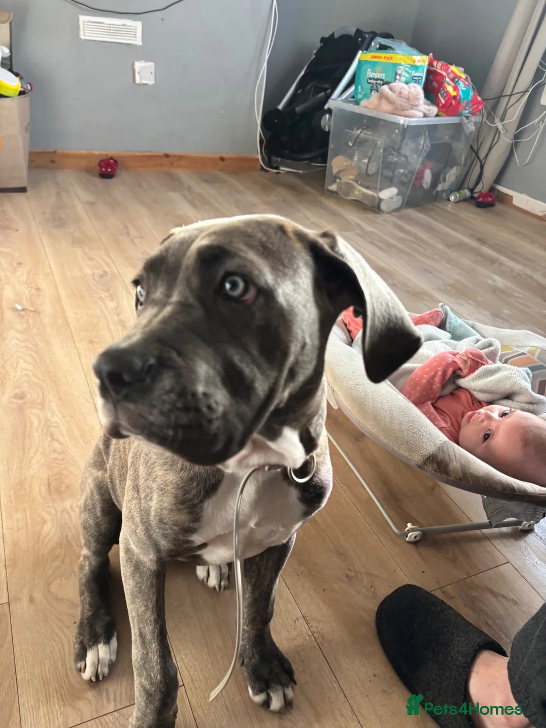 Cane Corso dogs for sale: Lucy The Cane corso - Advert 2