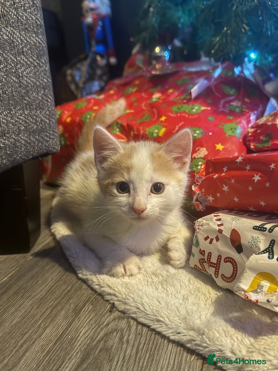 Mixed Breed cats for sale: 3 male kittens  - Advert 3