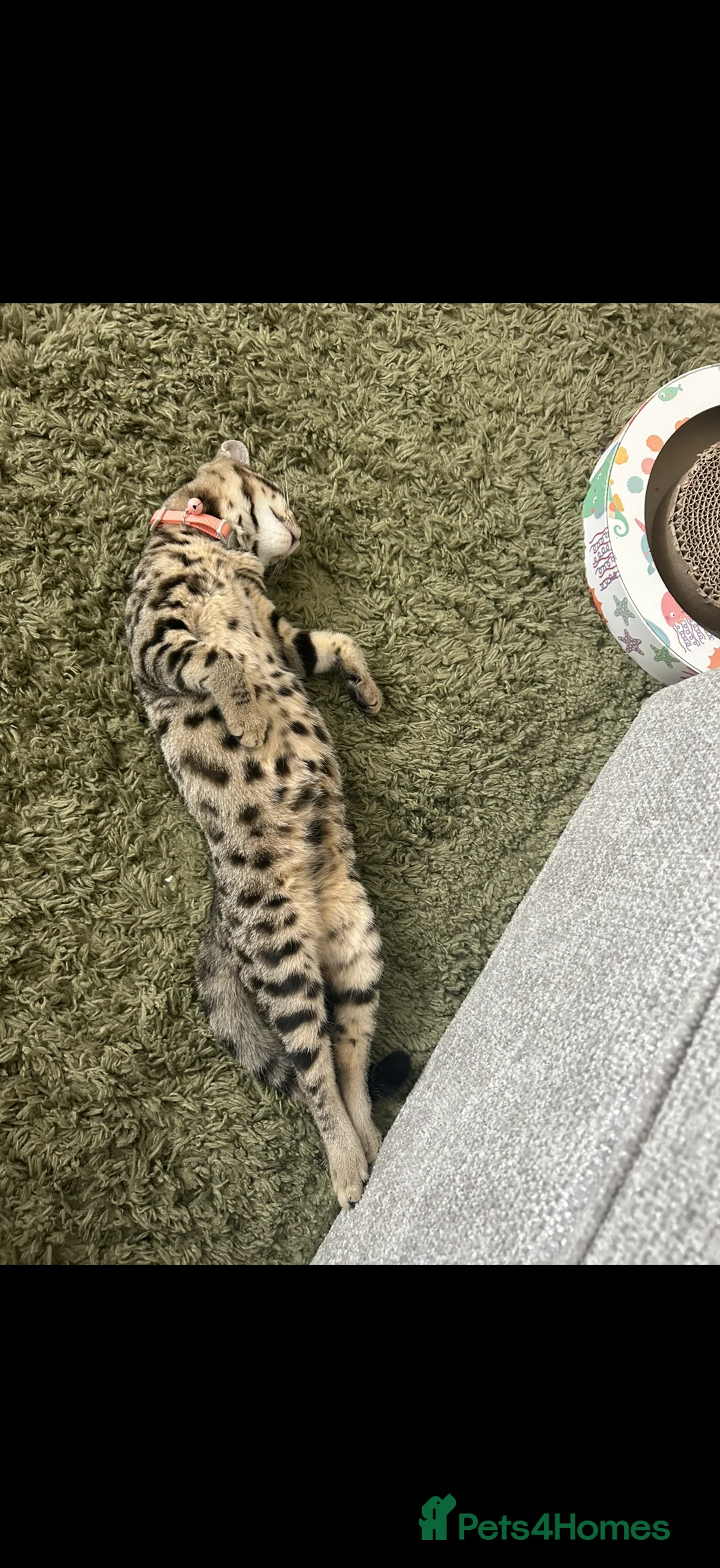 Mixed Breed cats for sale: Half Bengal Half British short hair female in Northampton - Advert 2