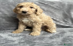 Goldendoodle dogs for sale: STUNNING GOLDEN DOODLES READY NOW - Image 1