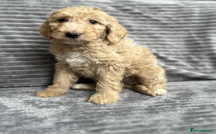 Goldendoodle dogs - Advert 4