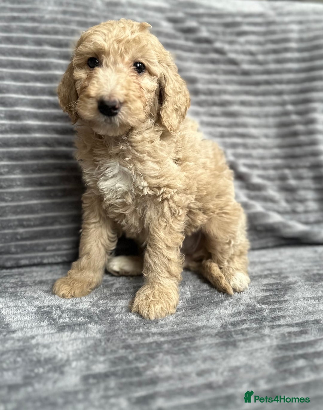 Goldendoodle dogs for sale: STUNNING GOLDEN DOODLES READY NOW - Image 1