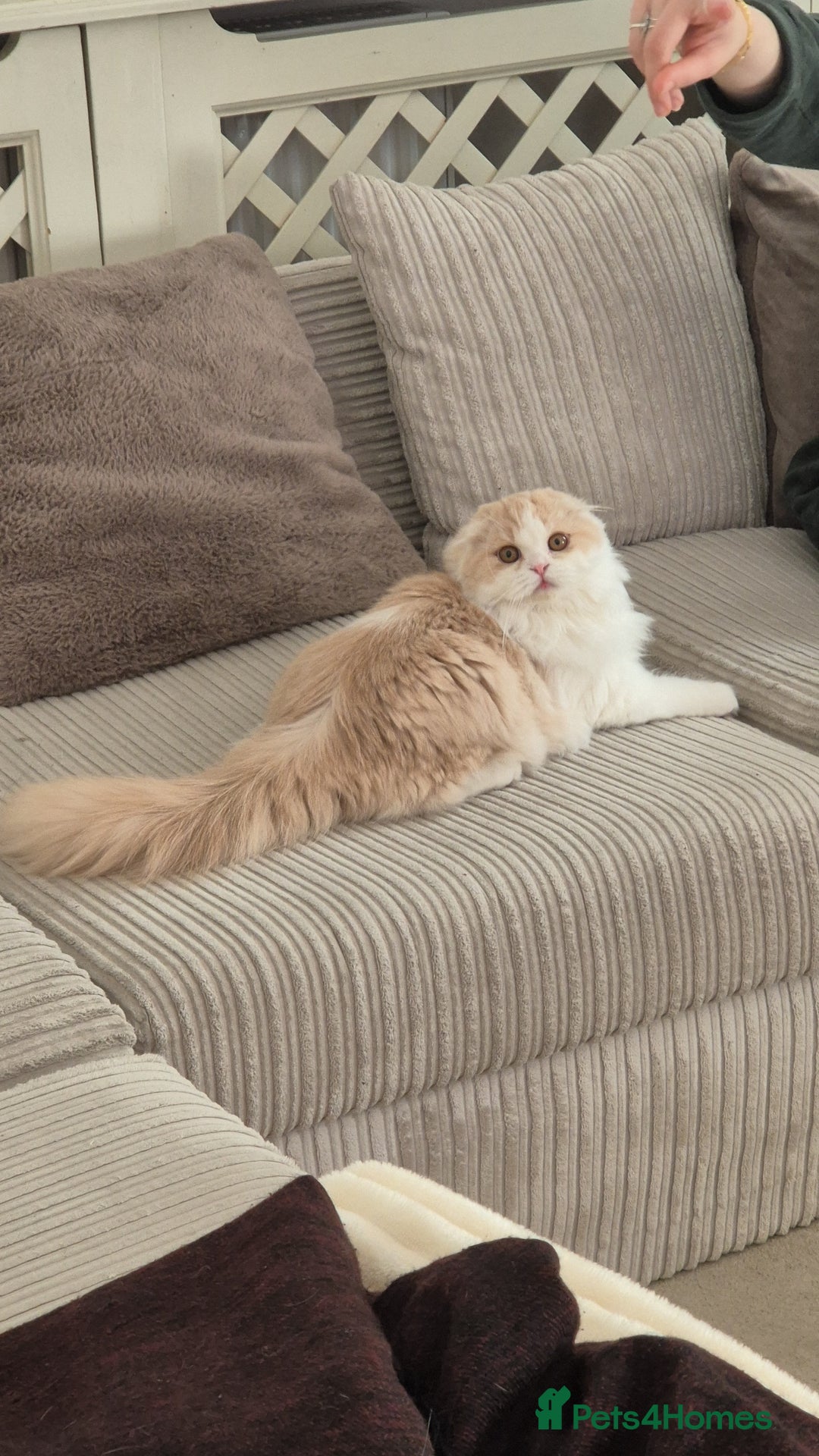 Scottish Fold cats for sale: Scottish Fold -  Long Hair - Image 1
