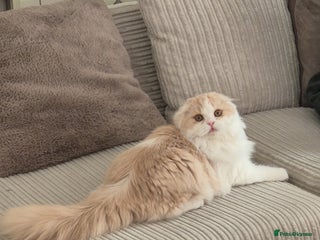 Scottish Fold cats - Advert 1