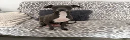 Italian Greyhound dogs for sale: Stunning Fawn Girl - Advert 7