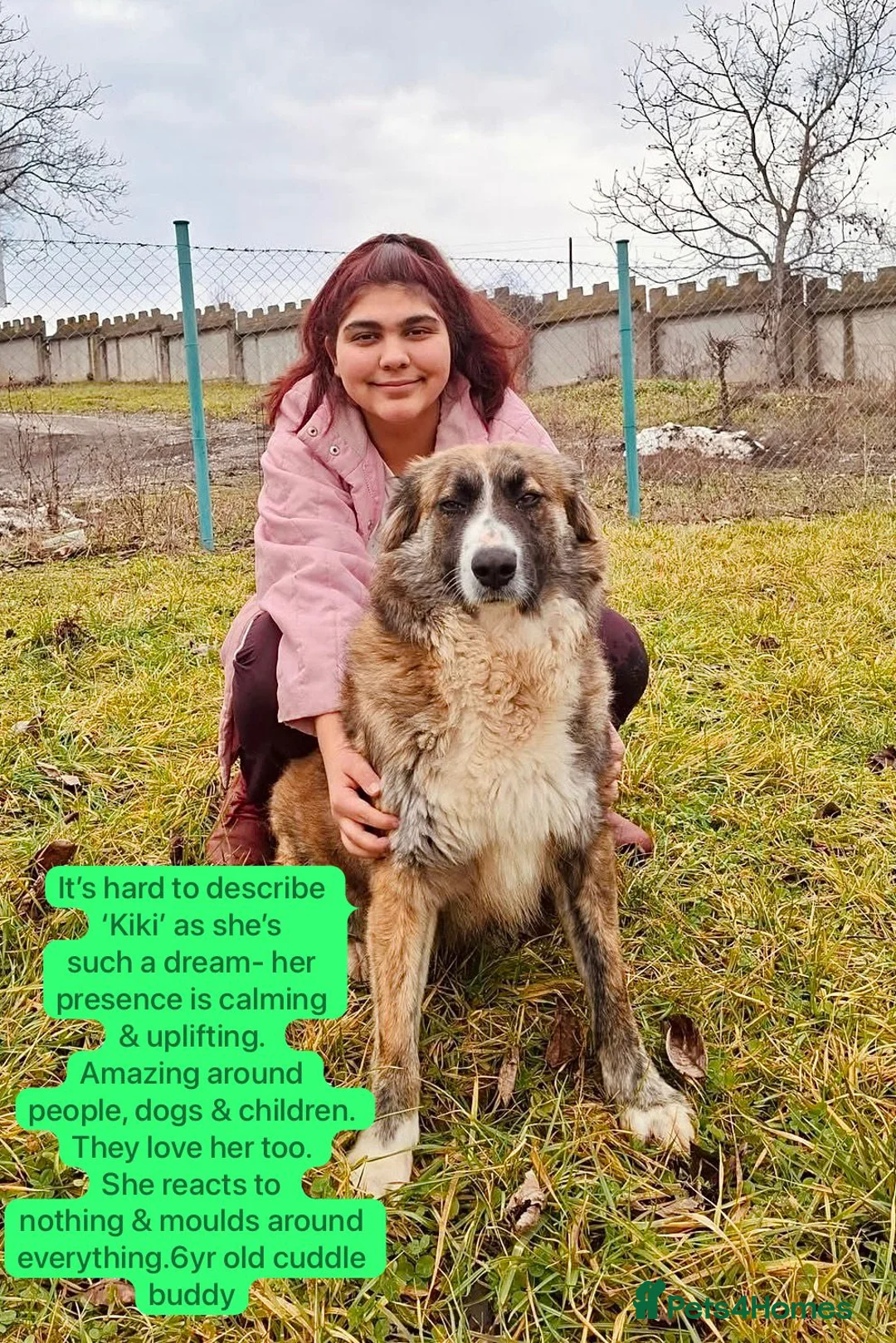 Mixed Breed dogs for adoption: Kiki, 6 yrs approx. Available for adoption. - Advert 1