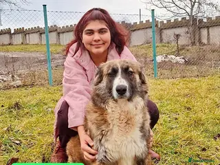 Mixed Breed dogs Kiki, 6 yrs approx. Available for adoption. - Advert 5