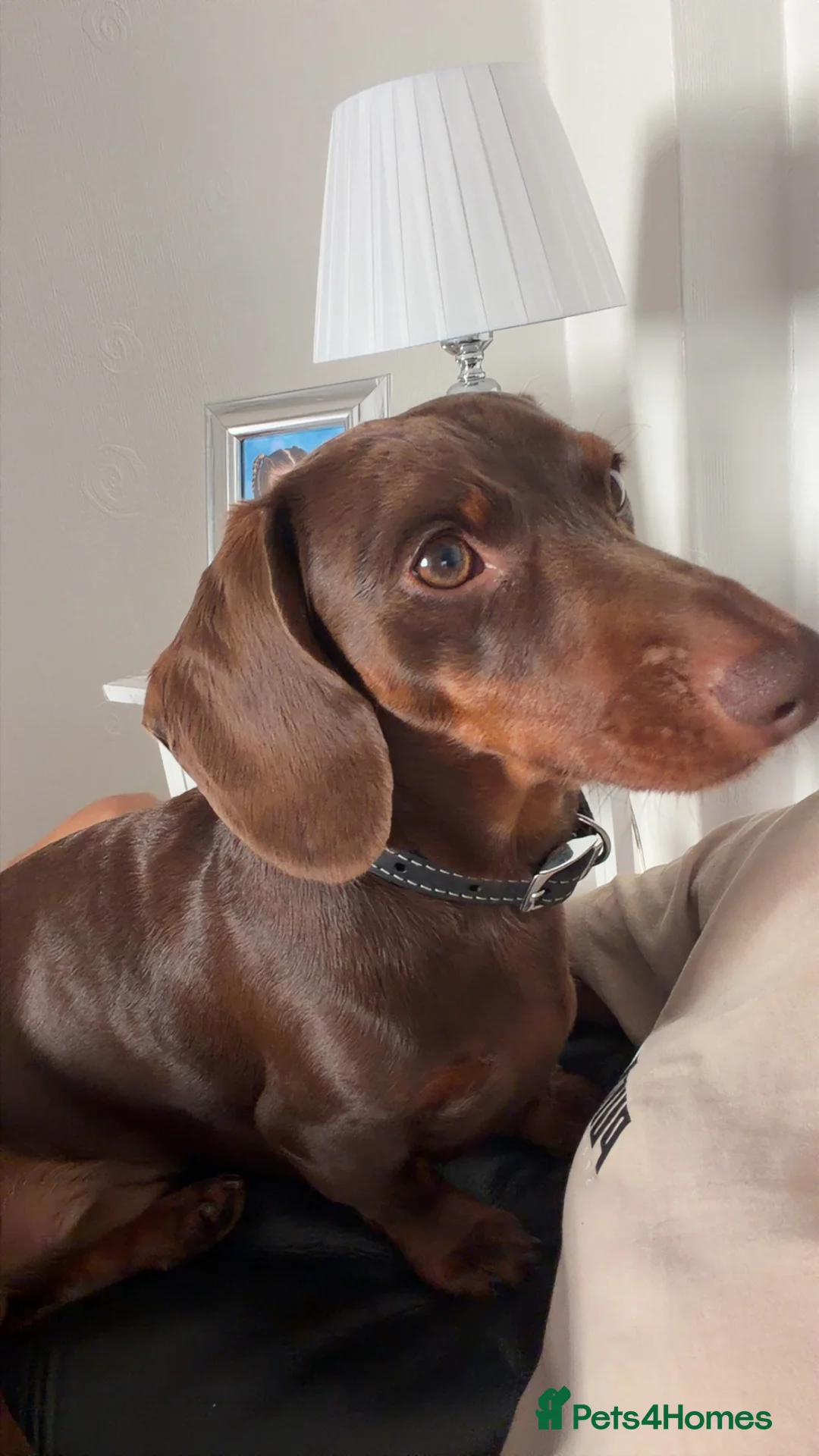 Miniature Dachshund dogs for sale: KC Registered Minature Daschund in Sunderland - Advert 4