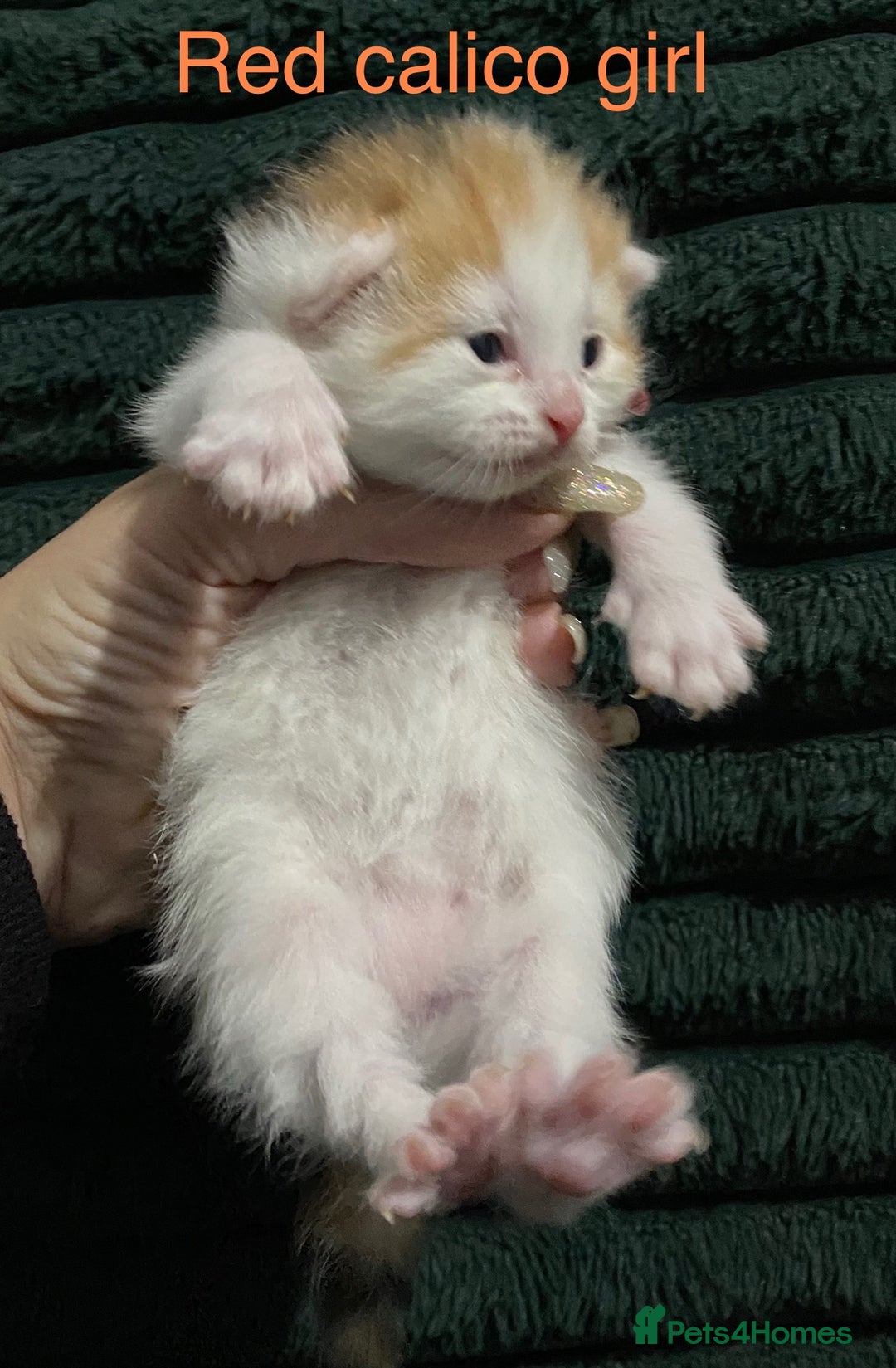 American Shorthair cats for sale: Mix colour litter girls and boys very docile  - Advert 8