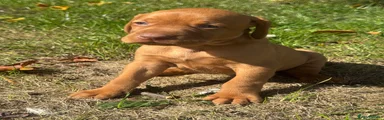 Hungarian Vizsla 6