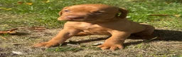 Hungarian Vizsla dogs for sale: TRUE HUNGARIAN VIZSLA PUPPIES  - Advert 5