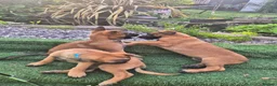 Belgian Shepherd Dog dogs for sale: Belgian Sheperd Malinois  in Nottingham - Advert 12
