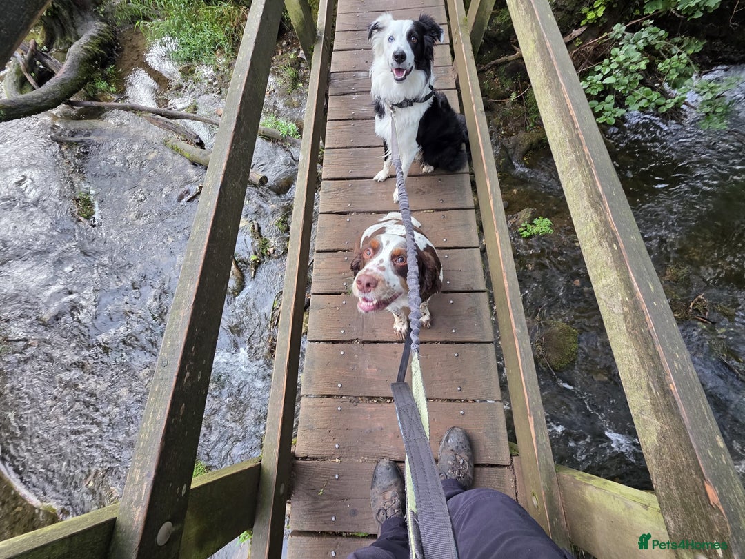 Border Collie dogs for sale: Border Collie 'Bandit' looking for a good home - Advert 5