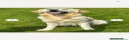 Golden Retriever dogs for stud: STUD DOG HEALTH-TESTED GOLDEN RETRIEVER MALE - Advert 3
