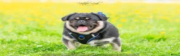 Pug dogs for stud: Black and Tan pug FREDDO 🐸🍫 - Advert 3