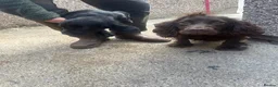 Cocker Spaniel dogs for sale: Black cocker spaniel bitch - Advert 1