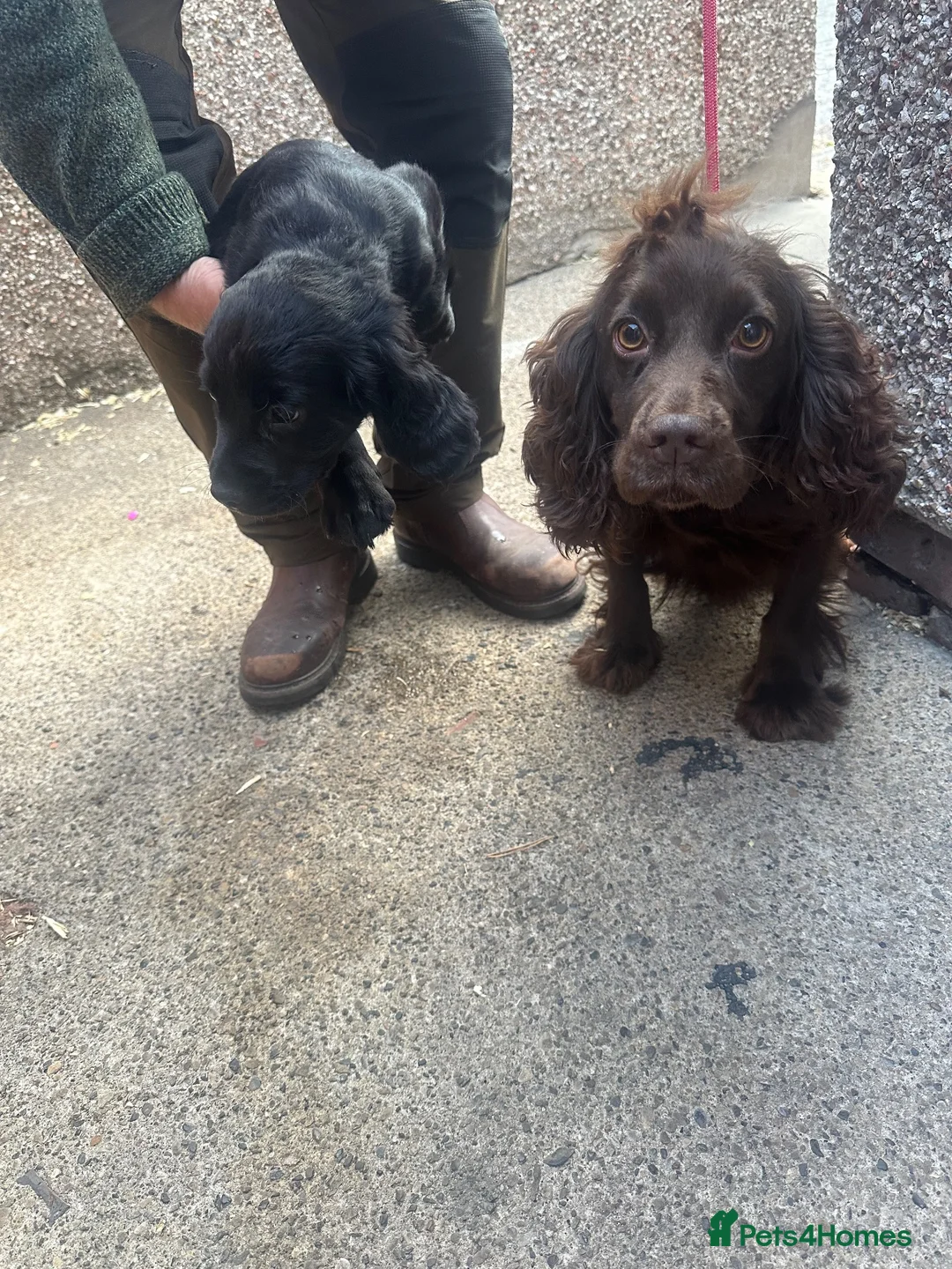 Cocker Spaniel dogs for sale: Black cocker spaniel bitch - Advert 1
