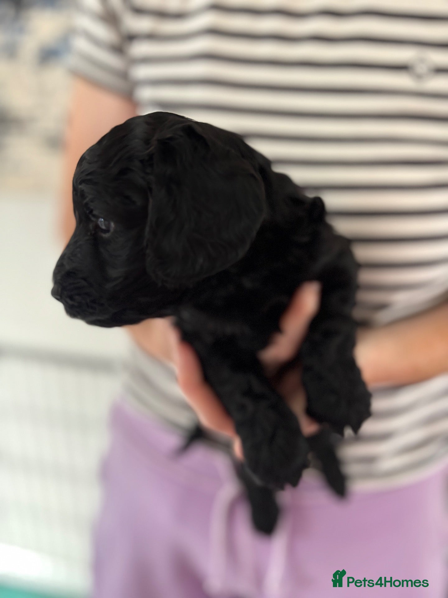 Cockapoo dogs Last boy ❤️ - Advert 2
