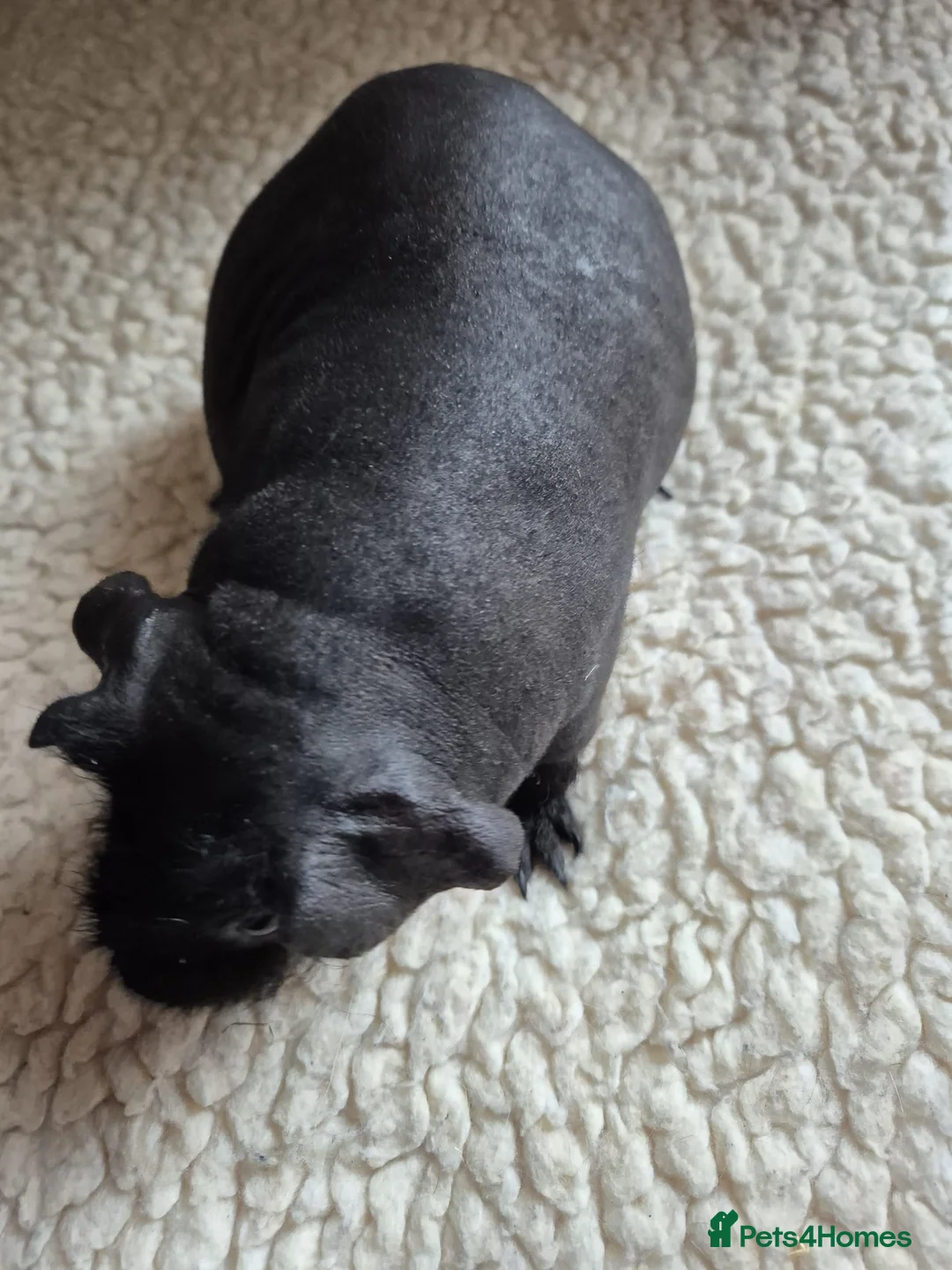 Guinea Pig rodents for sale: BEAUTIFUL SKINNY PIGS - Advert 1