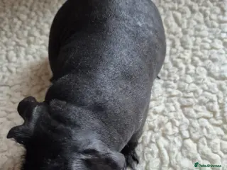 Guinea Pig rodents BEAUTIFUL SKINNY PIGS - Advert 2