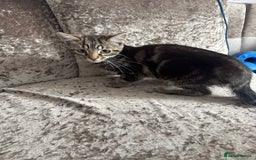 Domestic Shorthair cats for sale: Kitten looking for forever home  - Image 3