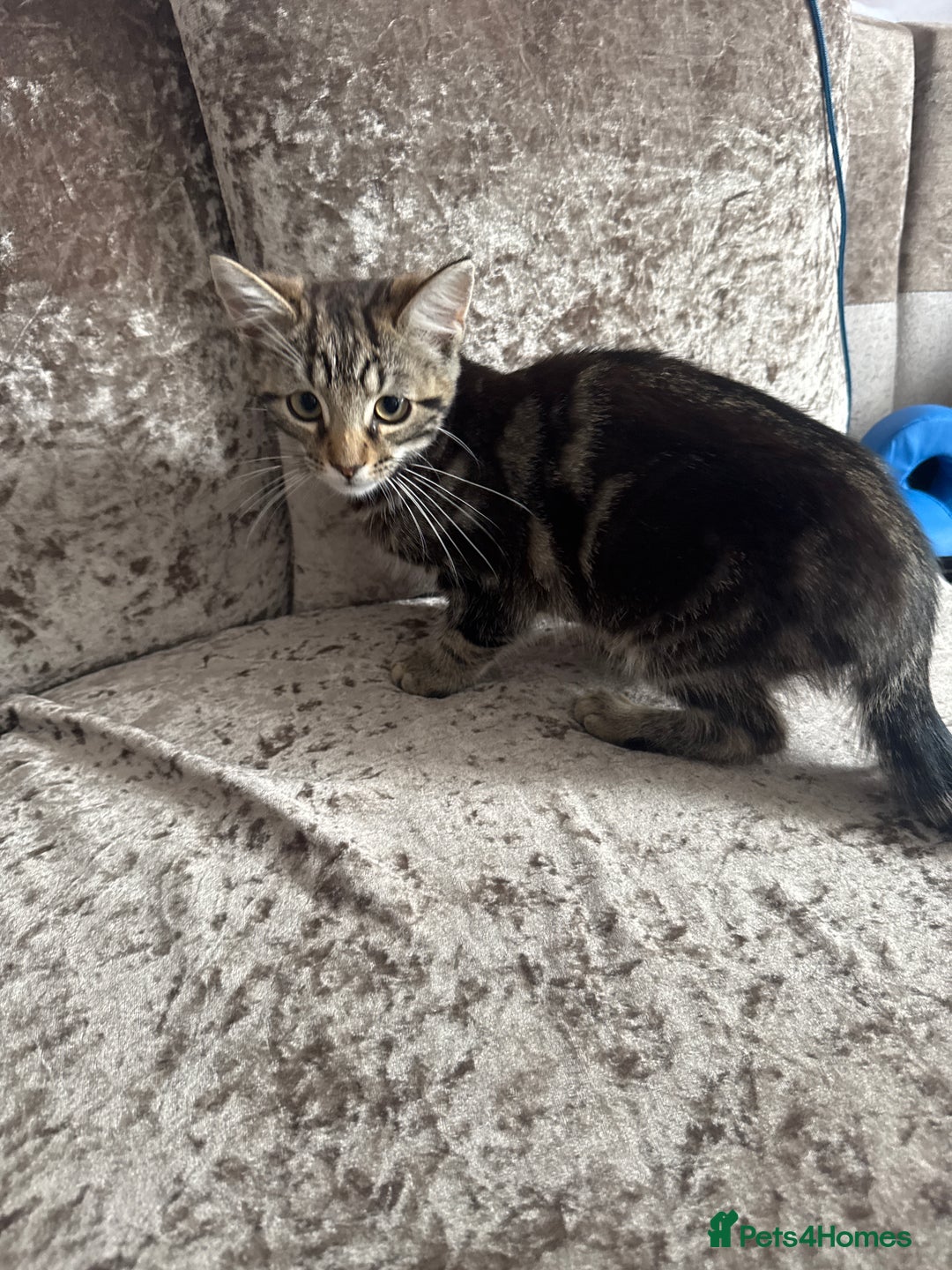 Domestic Shorthair cats for sale: Kitten looking for forever home  - Image 3