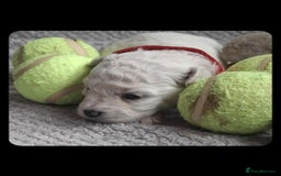 Bichon Frise dogs for sale: Beautiful Bichon Frise Litter 3M/1F – Puppy Pack - Image 3