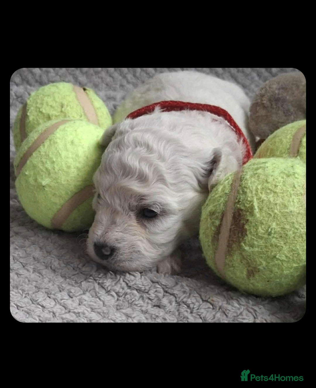 Bichon Frise dogs for sale: Beautiful Bichon Frise Litter 3M/1F – Puppy Pack - Image 3