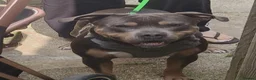 Staffordshire Bull Terrier dogs for sale:  Staffordshire bull terrier Gold unice (stuffy) - Advert 12