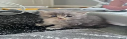 Maine Coon cats for sale: Beautiful full mainecoons - Advert 6