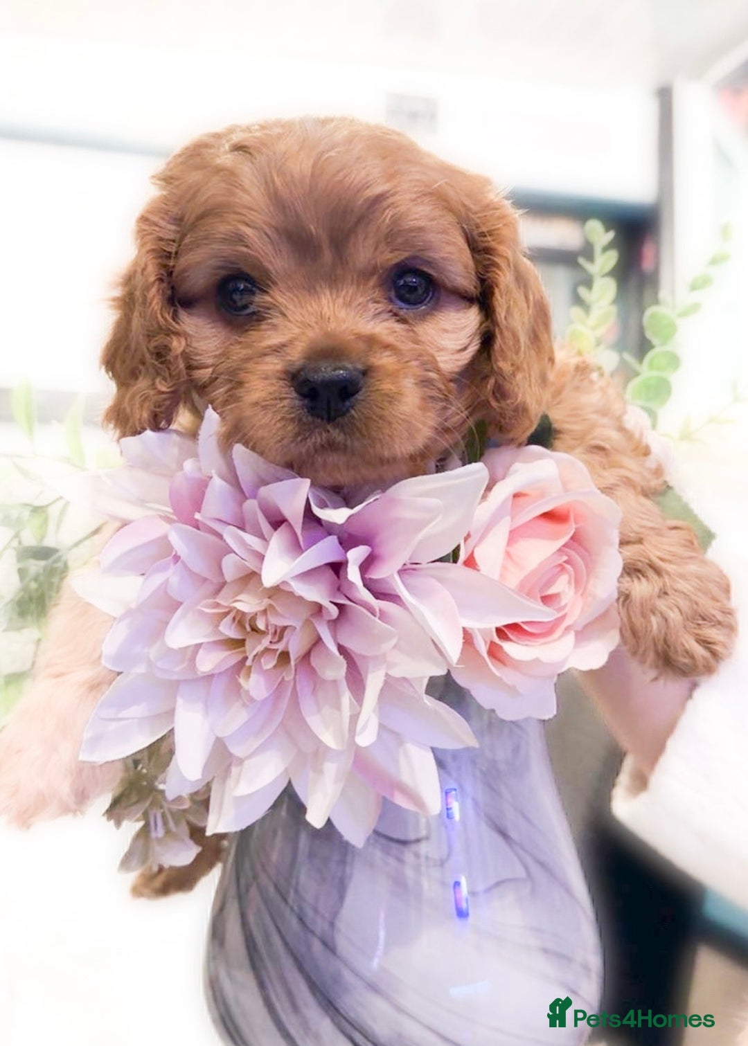 Cavapoo dogs for sale: F1b Cavapoo  - Advert 9