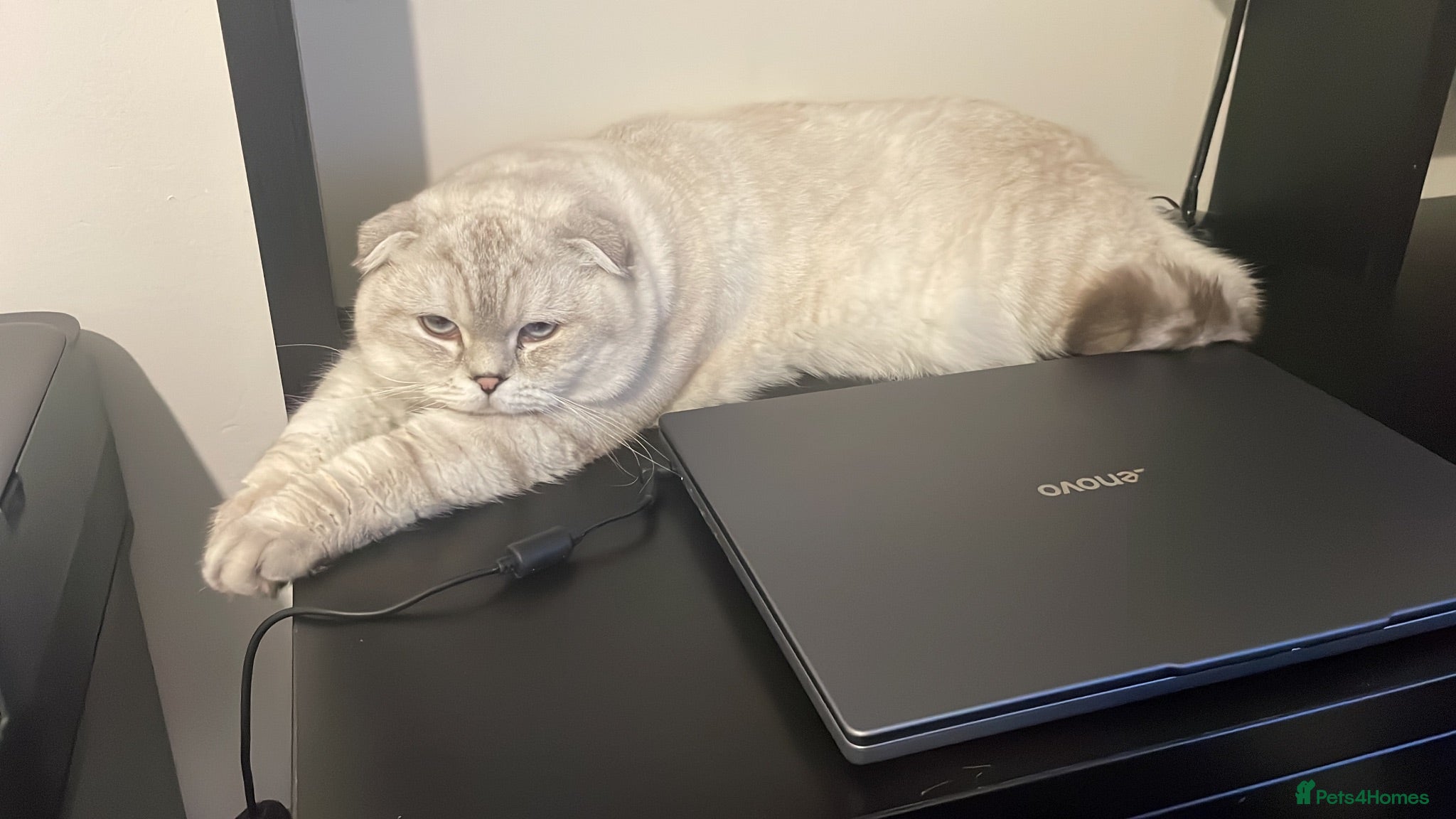 Scottish Fold cats Stunning Adult Male Scottish Fold  - Advert 1
