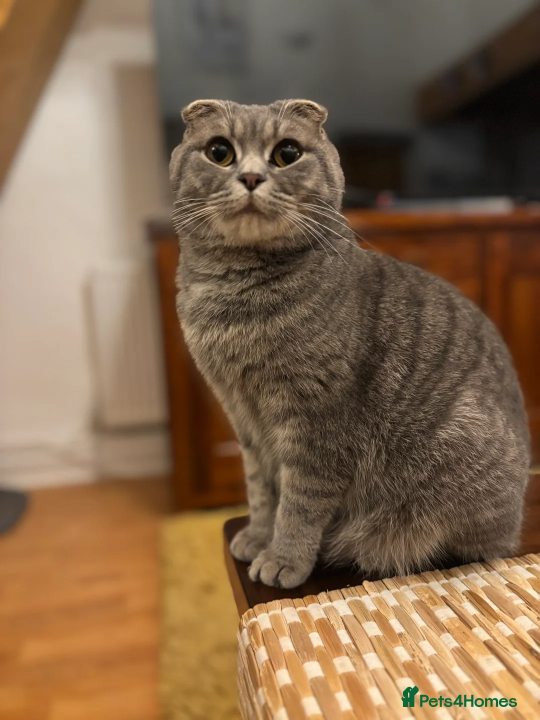 British Shorthair cats for sale: British shorthair/scottish fold - Advert 2