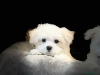 Maltese dogs Maltese puppies Kc registered ready now !! - Advert 6