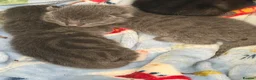 Mixed Breed cats for sale: Baby cats  in Huddersfield - Advert 3