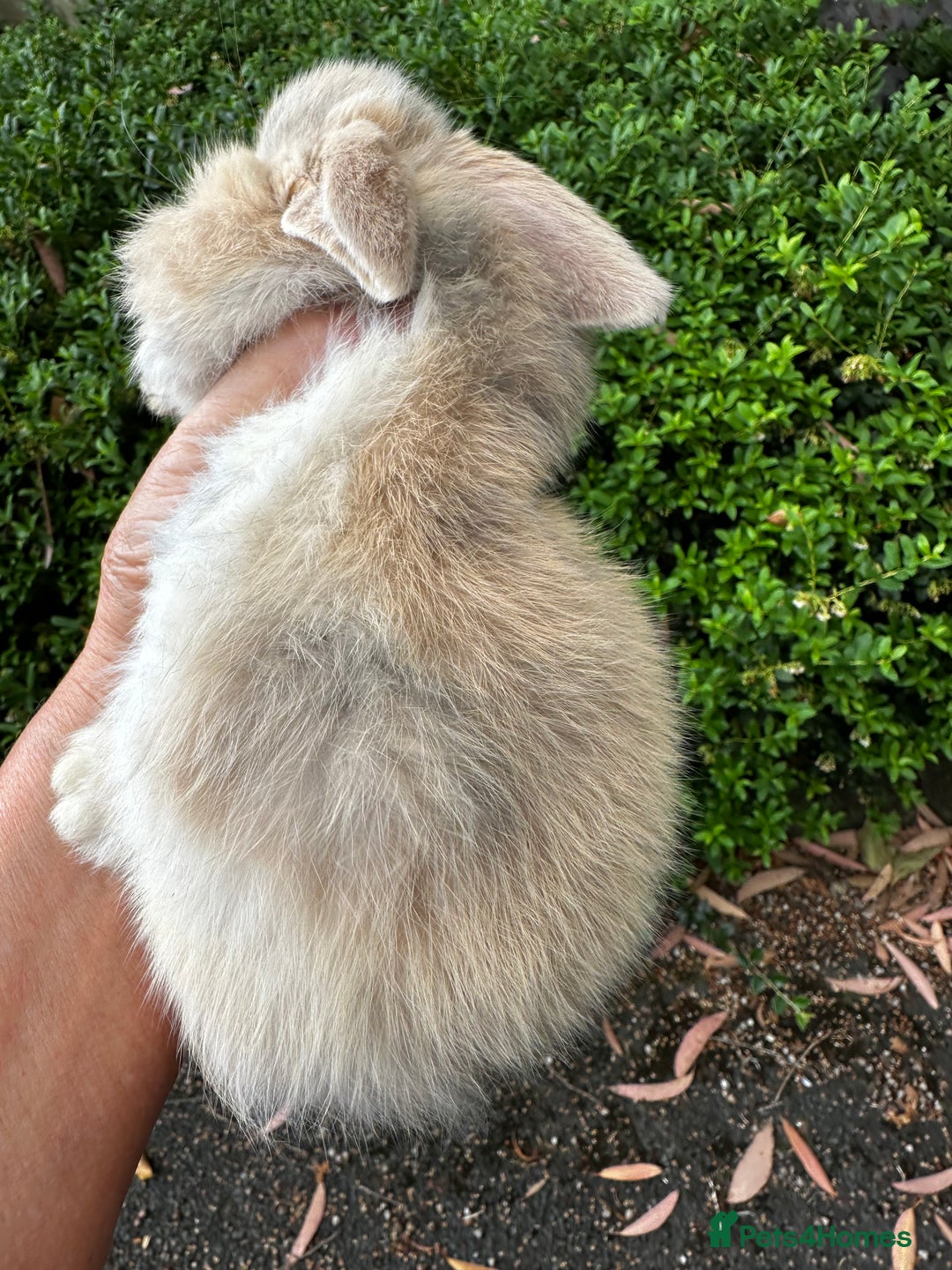 Mini Lion Lop rabbits for sale: Pure bred mini lop bunnies in Uckfield - Image 14