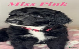 Mixed Breed dogs for sale: Adorable Sheepadoodle Puppies! - Image 4