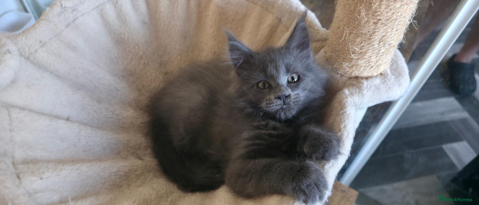 Maine Coon cats Maine coon kitten  - Advert 1