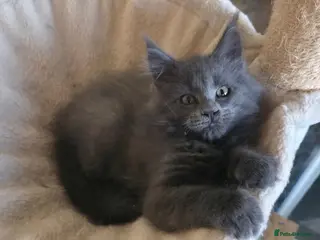 Maine Coon cats Maine coon kitten - Advert 1