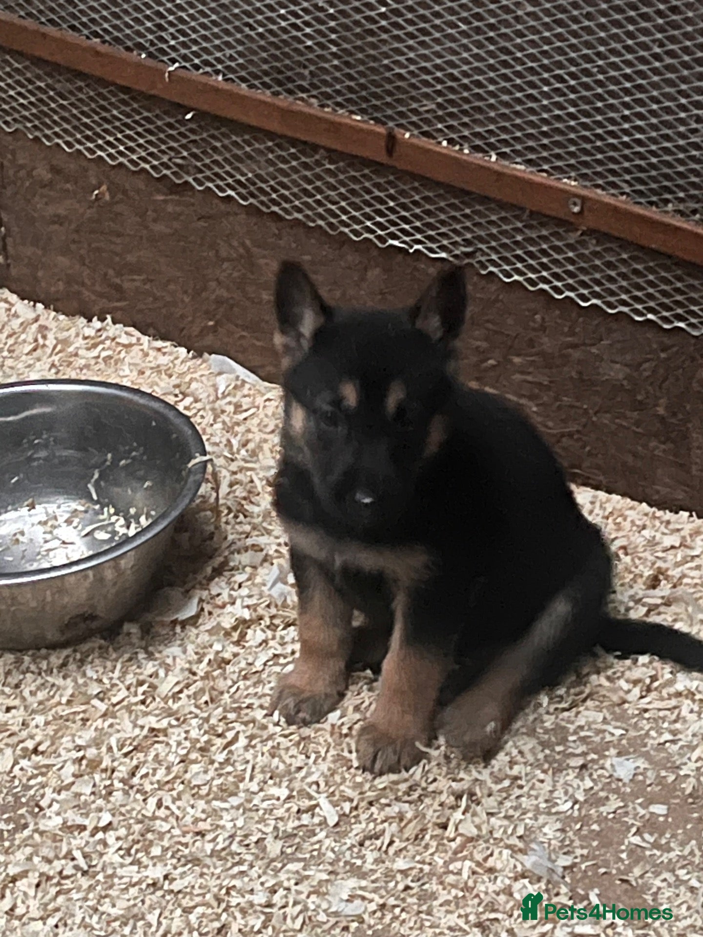 German Shepherd dogs 🐾 Black & Tan German Shepherd Puppies 🐾 - Advert 2