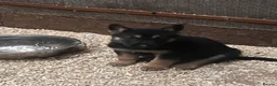 German Shepherd dogs for sale: 🐾 Black & Tan German Shepherd Puppies 🐾 - Advert 2