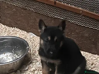 German Shepherd dogs 🐾 Black & Tan German Shepherd Puppies 🐾 - Advert 2