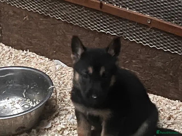 German Shepherd dogs 🐾 Black & Tan German Shepherd Puppies 🐾 - Advert 2