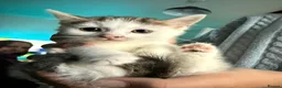 Mixed Breed cats for sale: Beautiful kittens mixed with ragdoll - Advert 17