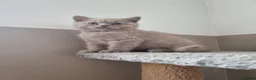 British Shorthair cats for stud: Proven Stud - British lilac Shorthair - Advert 10