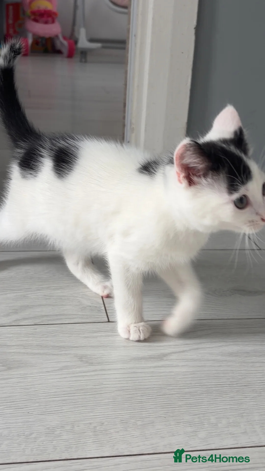 Mixed Breed cats for sale: 3 kittens ready to find their forever homes  in Glasgow - Advert 7