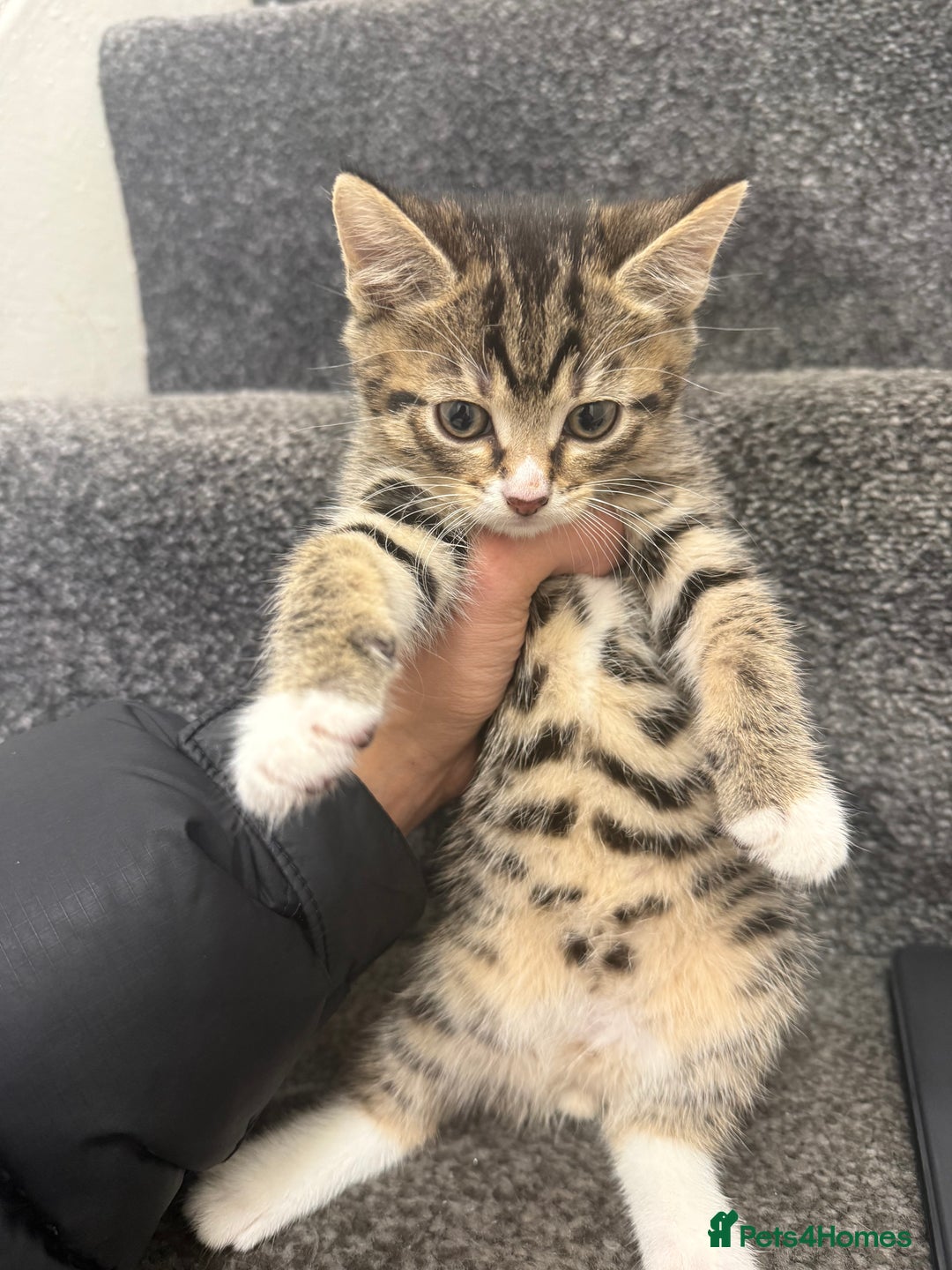 Domestic Shorthair cats for sale: 3 Cute Tabby Kittens - Image 5