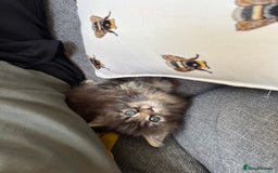 Maine Coon cats for sale: Stunning Main Coone Girl ✨ - Image 5