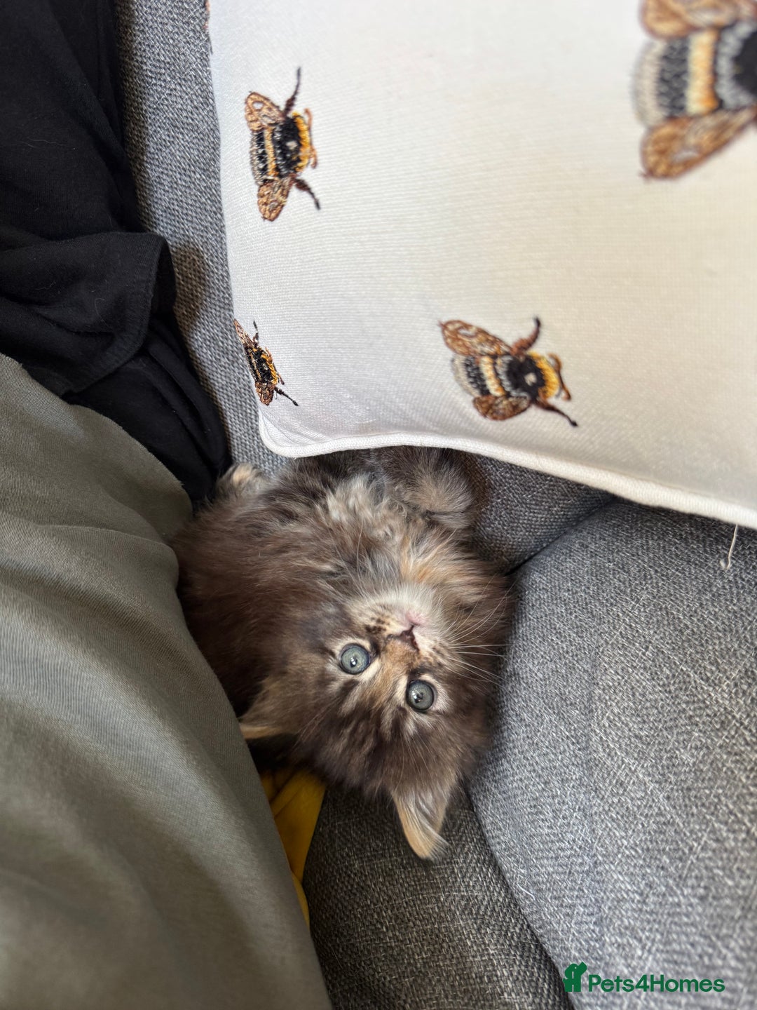 Maine Coon cats for sale: Stunning Main Coone Girl ✨ - Image 5