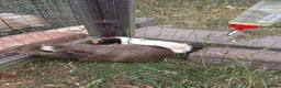 Guinea Pig rodents for sale: 3 Males only left guinea pigs for sale  - Advert 3